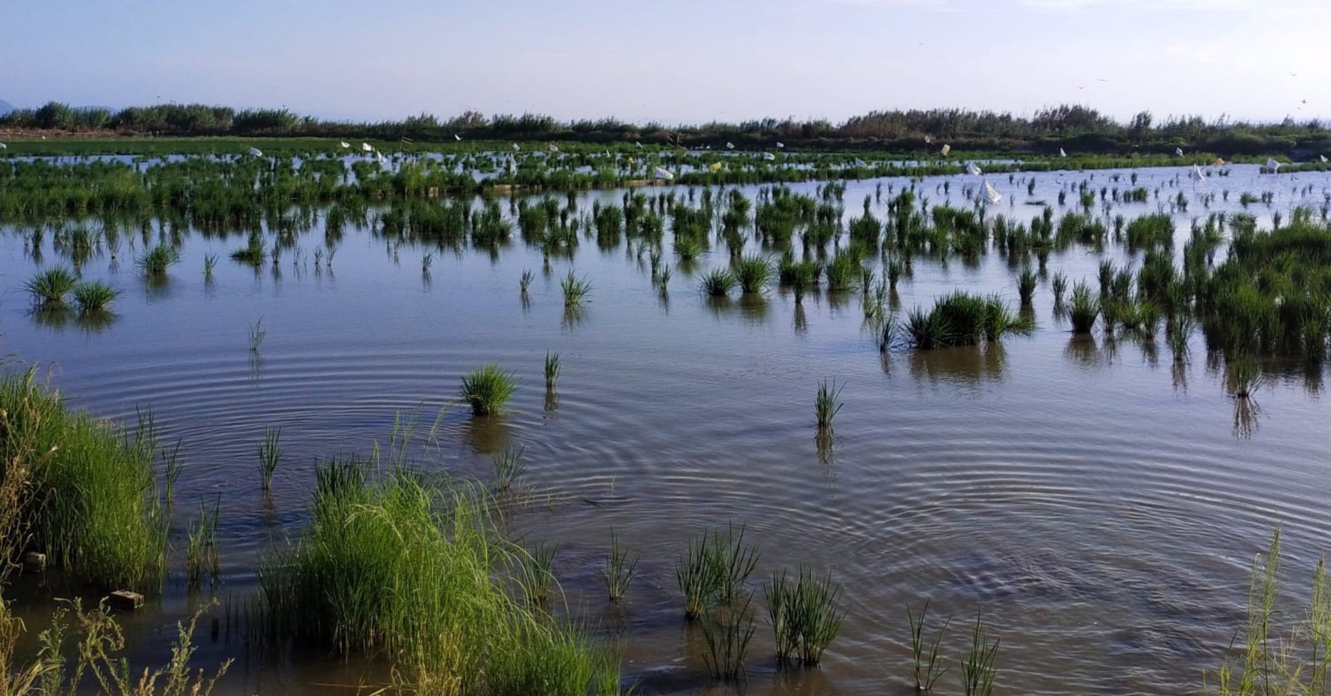 AVA-Asaja pide compensaciones por los daños de aves en 150 arrozales de l'Albufera