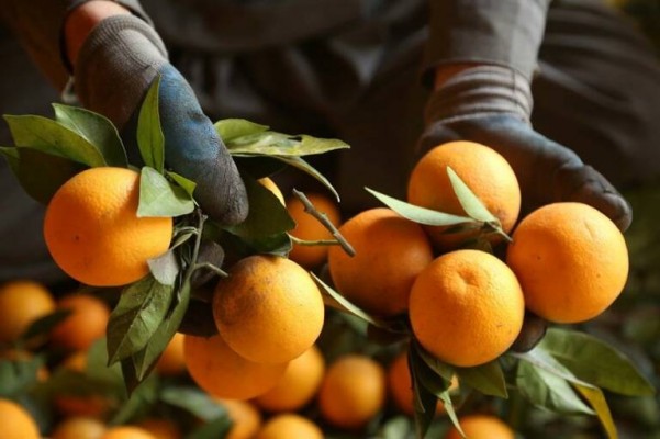 La Generalitat presionará para extender el tratamiento en frío a más productos que las naranjas