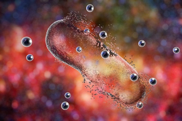 Bacterias