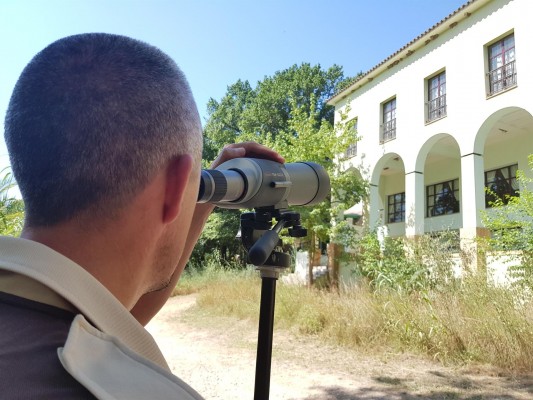 Crece la colonia de aviones comunes de la Desembocadura del Millars