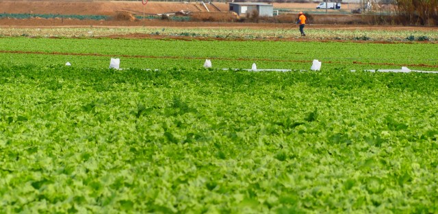 Los agricultores del Campo de Cartagena no llegan a tiempo para certificar las medidas cautelares de protección del Mar Menor

