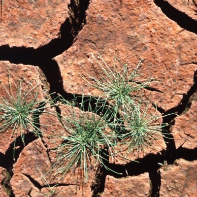 Una mala hierba común puede ser la clave para los cultivos resistentes a la sequía