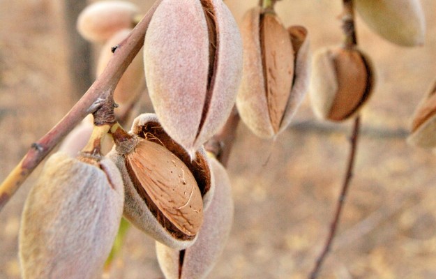 La Unió pide ayudas para los productores de almendra por la afección meteorológica