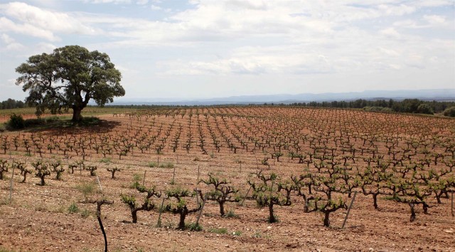 Agricultura concede más de 2 millones de euros del programa de apoyo al sector vitivinícola