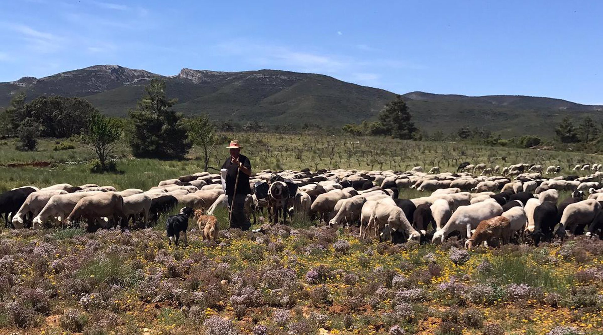 Perros pastores. Foto: AVA-ASAJA - 