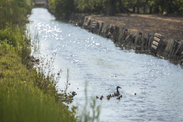 Castelló premia amb 900, 600 i 400 € les millors fotos que projecten la riquesa ambiental de la Marjaleria