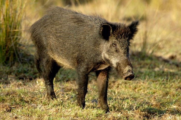 Agricultura reforzará el control de los jabalís en parques naturales para mejorar la conservación 