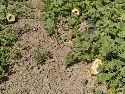 AVA-Asaja alerta de que los jabalíes disparan en verano los daños agrarios en busca de agua y comida