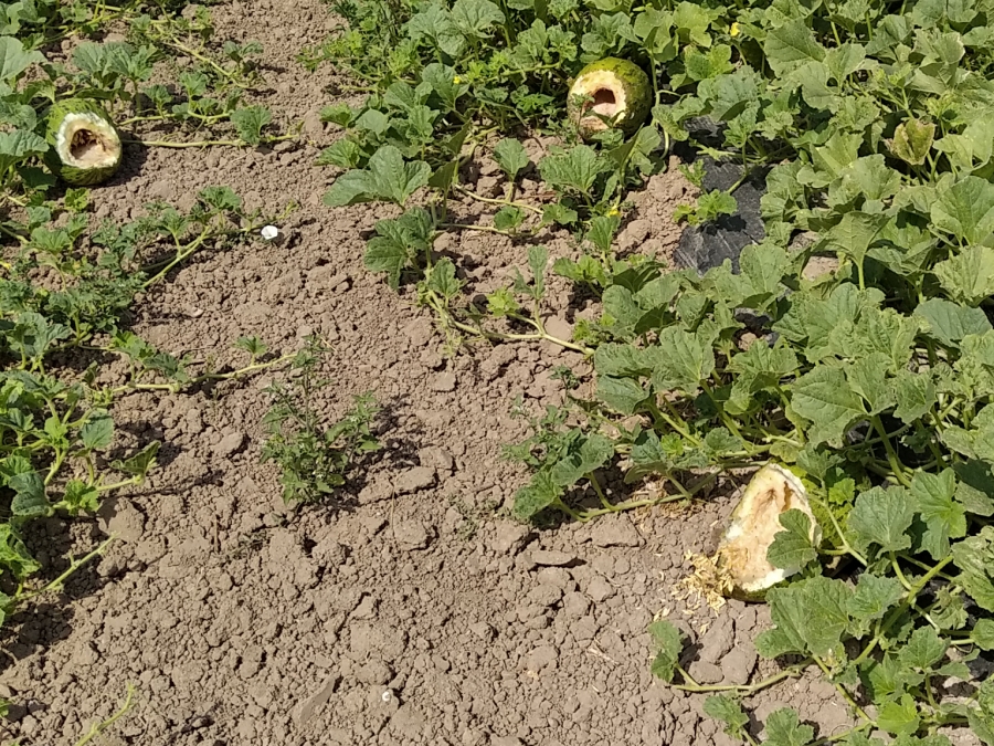 AVA-Asaja alerta de que los jabalíes disparan en verano los daños agrarios en busca de agua y comida