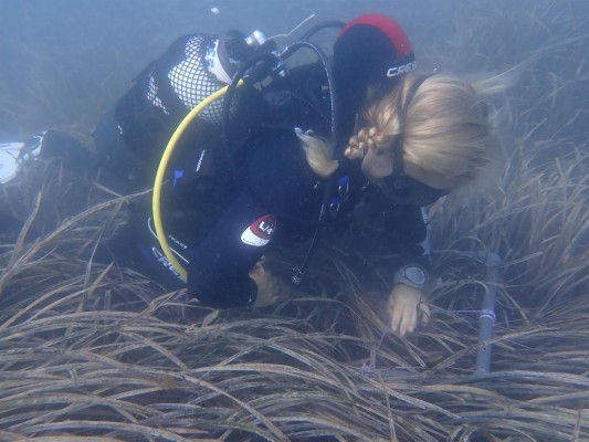 Investigadores alertan del riesgo sobre ecosistemas marinos en Oropesa por las altas temperaturas