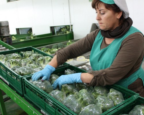 Proexport alerta sobre la campaña del brócoli y la coliflor: 