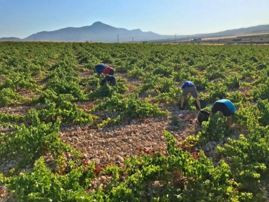 Una operación de Trabajo en una finca de Cieza se salda con 7 detenidos y 50 inmigrantes sin contrato