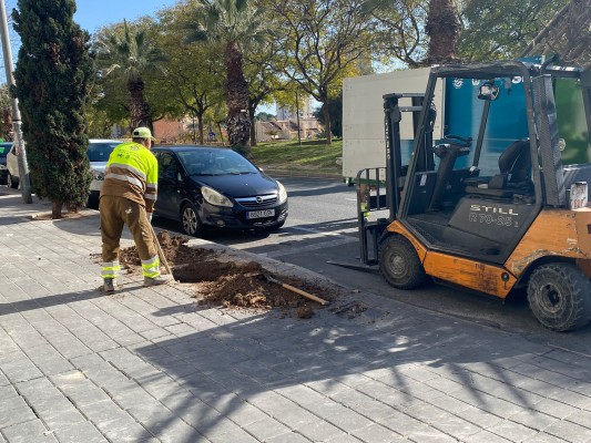 Alicante repone más de 1.600 árboles en alcorques y parques de la ciudad