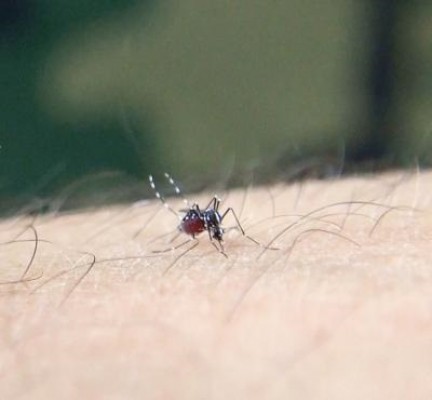 Consejos y trucos para evitar al mosquito tigre