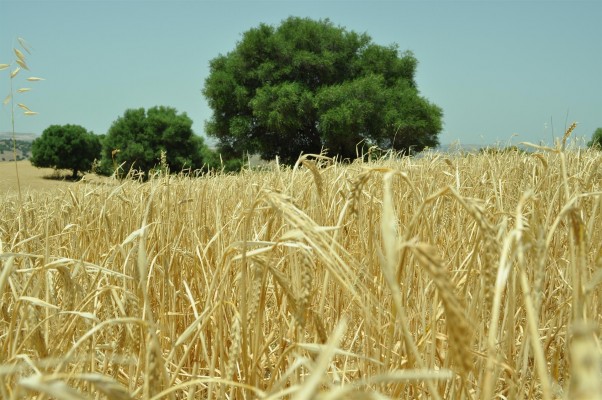Bruselas extiende la excepción del uso de tierras en barbecho a 2023 para aumentar la producción