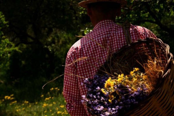 Plantas medicinales que crecen en la Comunidad Valenciana
