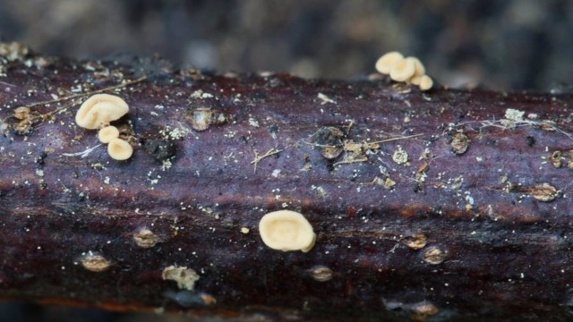 Investigadores descubren en la Isla de Cortegada (Pontevedra) una nueva especie de hongos única 