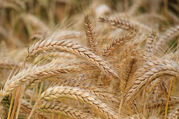 Ucrania anuncia que comenzará a exportar cereal por mar esta semana
