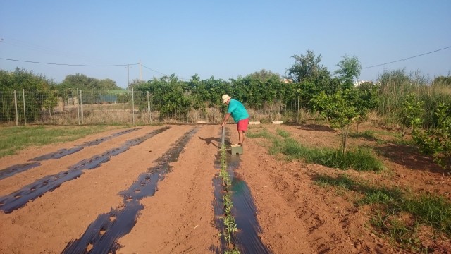 En busca de una salida: agricultores de Castellón se integran en una plataforma estatal de venta directa