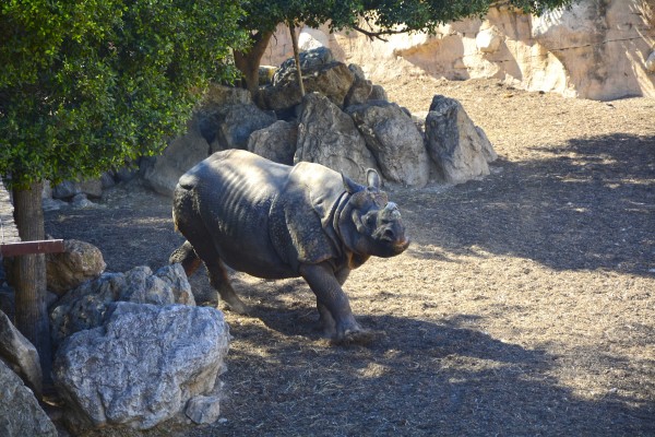 Llega un nuevo rinoceronte indio a Terra Natura para fomentar la conservación de la especie