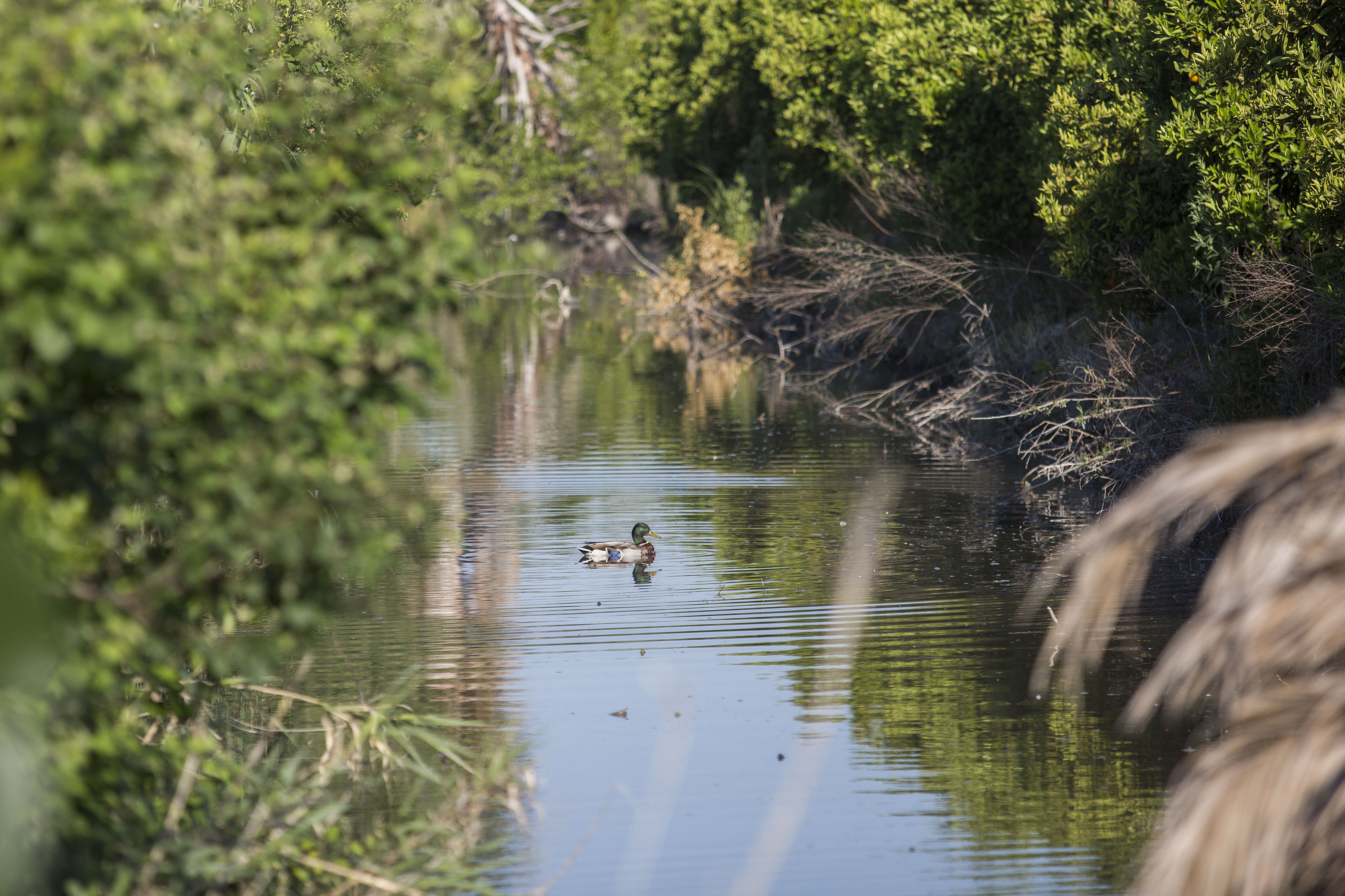Castelló promueve el concurso de fotografía Marjaleria Viva para mostrar la riqueza ambiental de la zona 