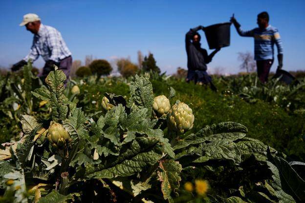 Los agricultores valencianos reciben 160 millones de la PAC entre octubre y junio