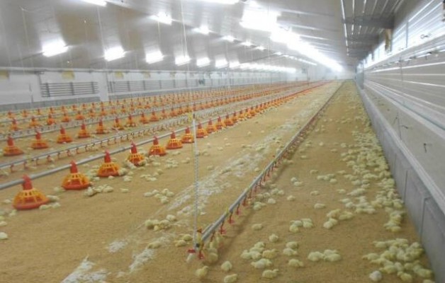 El Consell autoriza una macrogranja de 150.000 pollos en la Vall d'Uixó pese al rechazo ecologista