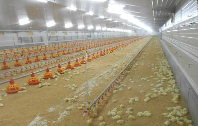 El Consell autoriza una macrogranja de 150.000 pollos en la Vall d'Uixó pese al rechazo ecologista