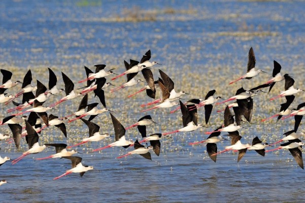 Bruselas expedienta a España y amenaza con multa por no proteger el humedal de Doñana 