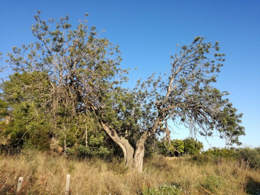L’any de la garrofa