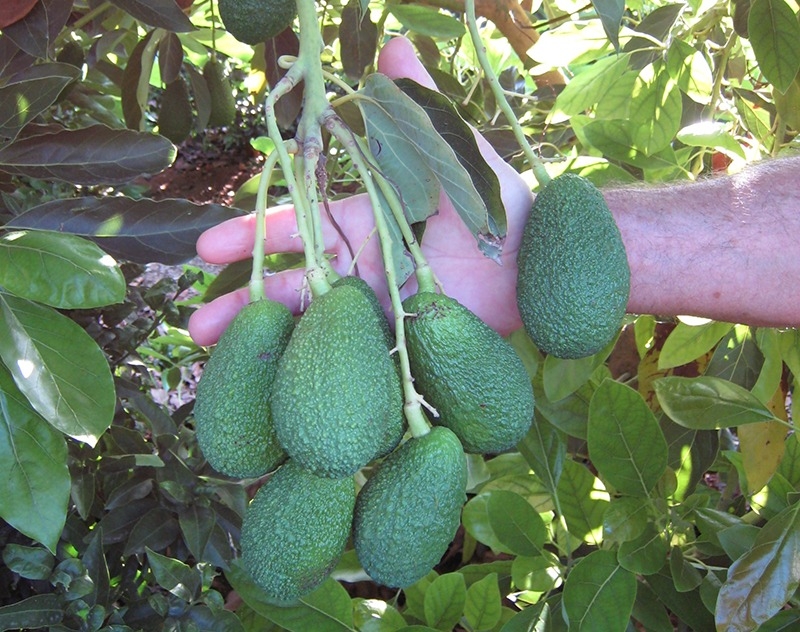 Este año se está alargando la recolección de aguacates en el campo valenciano. Foto: VP - 