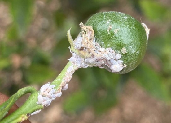 Solo 31 productores se acogen a la retirada de naranja por el cotonet y el Consell no repetirá la medida