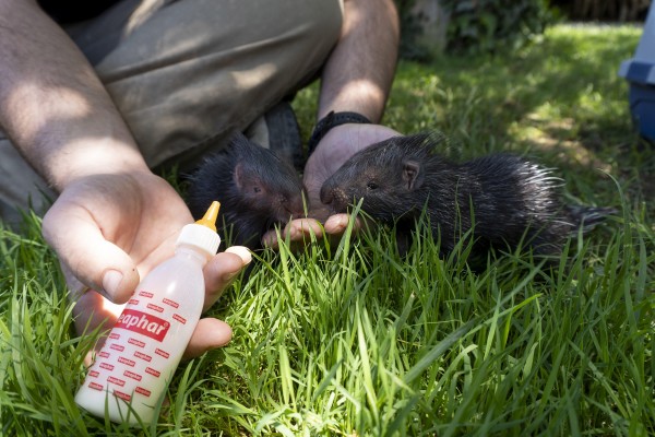 Nacen en Bioparc Valencia dos puercoespines de la especie más grande del mundo