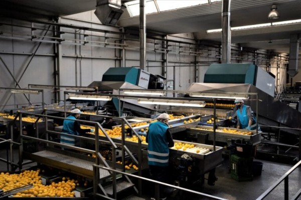 El gigante citrícola murciano The Natural Fruit Company compra Hermanos Bruñó, de Alcalà de Xivert