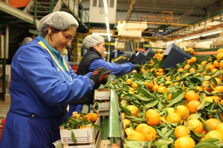 La Unió constata que la naranja dispara su precio hasta por 14 del campo al supermercado