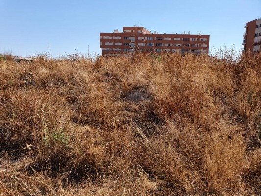 El PSPV denuncia la ausencia de desbroce en Alicante ante el incendio de maleza en la avenida Condomina