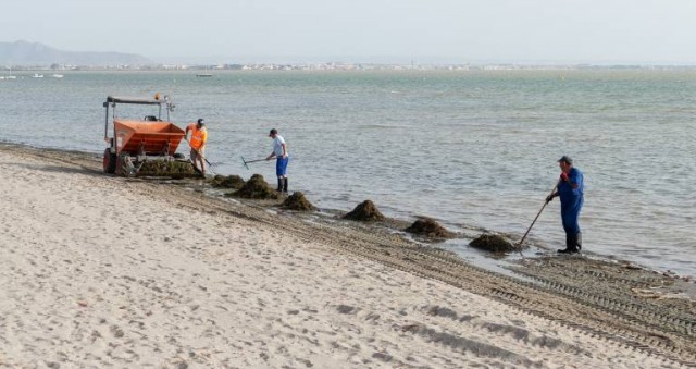 La retirada masiva de algas insufla vida al Mar Menor y libera el 30% del fósforo que crea la 'sopa verde' 