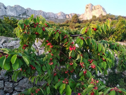 Apadrinar un cerezo, la propuesta de productores de la
Muntanya d’Alacant tras una 