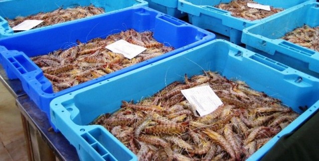 La campaña del langostino permite remontar a la pesca del Mar Menor  pese al 