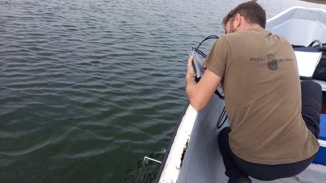 El Mar Menor sigue sin anomalías y continúa con sus valores de oxígeno en 