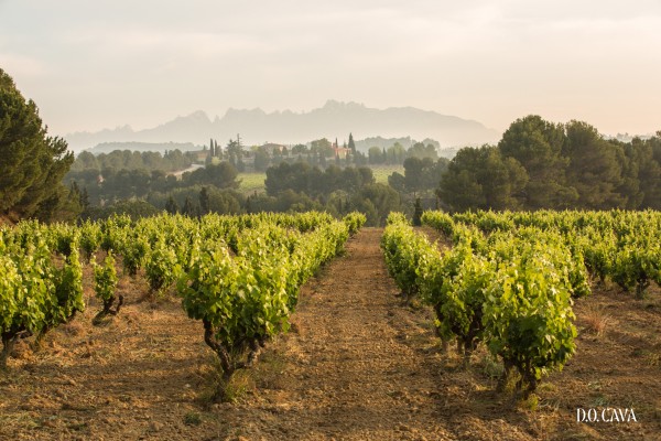 El día D del cava valenciano: ¿vencerá al monopolio catalán en el Consejo Regulador de la DO Cava?