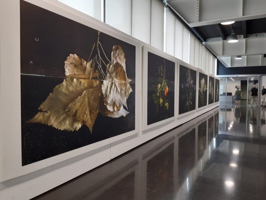 Cultura inaugura en el Centro de Congresos de Elche una exposición de la fotógrafa Pilar Pequeño 