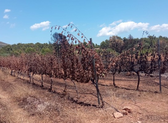 La Unió pide que se indemnice a los agricultores afectados por el incendio de Caudiel