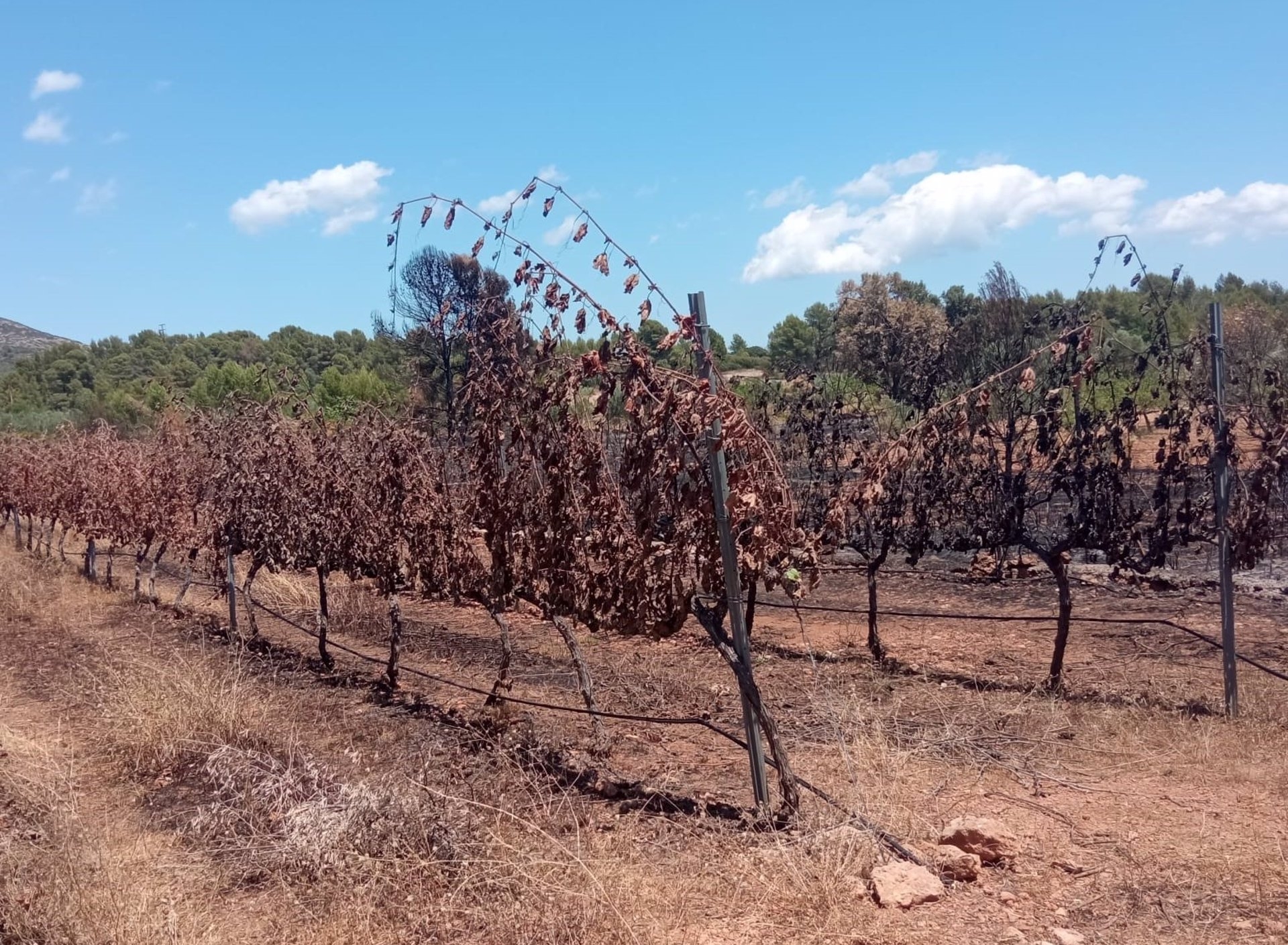 La Unió pide que se indemnice a los agricultores afectados por el incendio de Caudiel