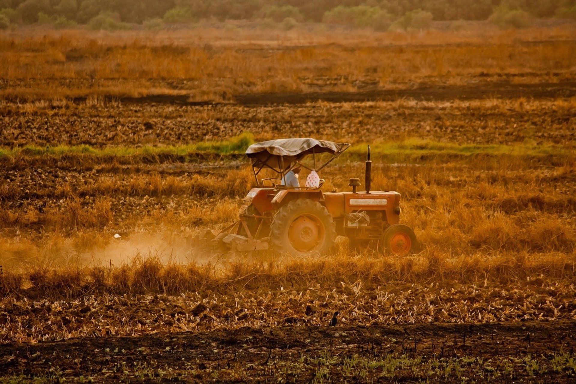 Agricultores y ganaderos recibirán 4.856 millones de euros de las ayudas directas de la PAC 2022
