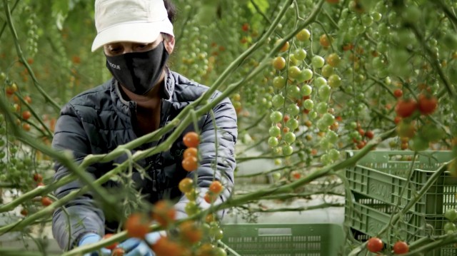Looije se refuerza en Águilas: suma 7 hectáreas de invernadero y hasta 80 nuevos trabajadores 