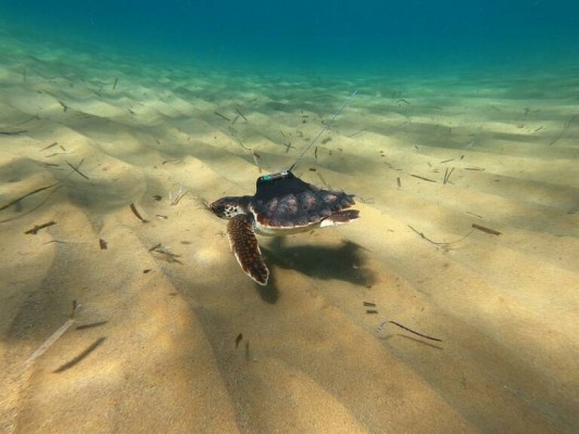 Burriana se une a la campaña de sensibilización
'Tortugas en el Mediterráneo'