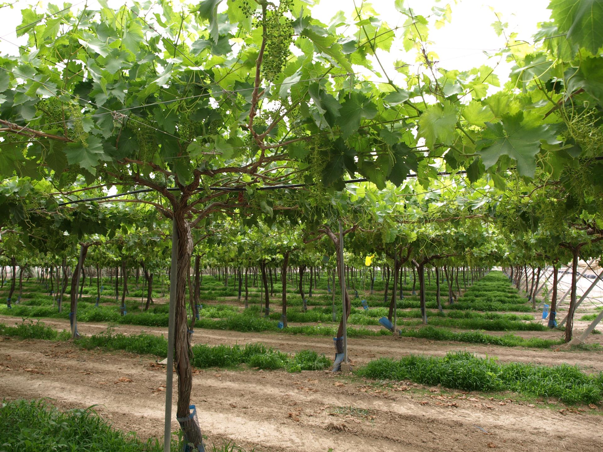 Parrales de uva de mesa apirena en producción ecológica. Foto: CARM - 