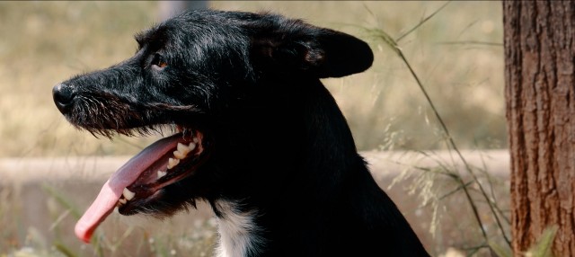 Onda lanza una campaña para concienciar contra el abandono de mascotas en verano