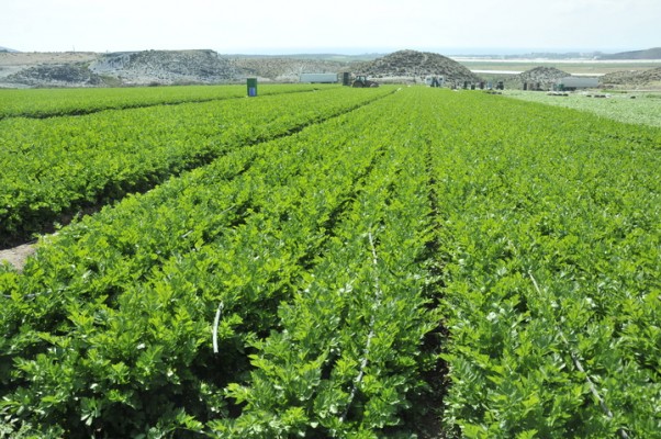 La Comunidad prevé ayudar con 4,1 millones a 5.300 agricultores en su seguro

